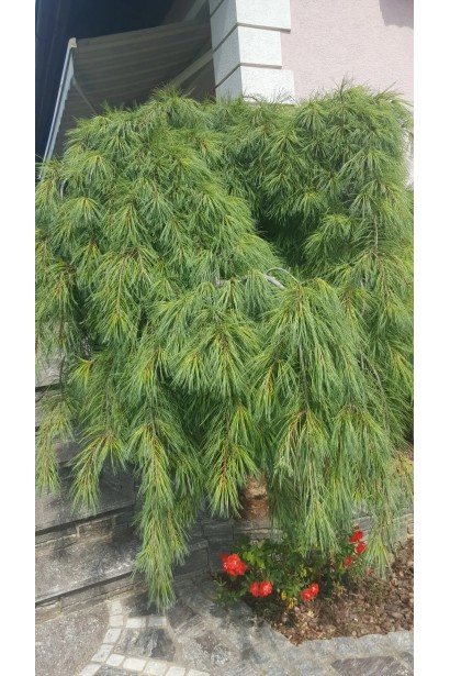 Pinus strobus `Pendula`полив